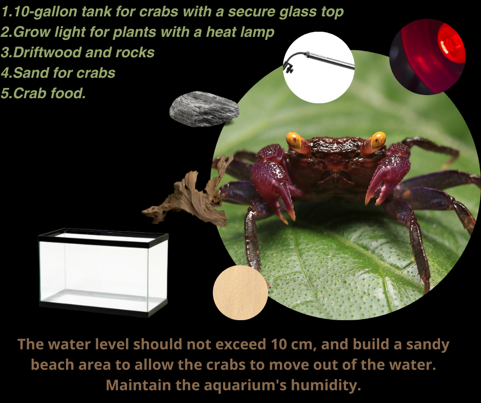 Crab Kit